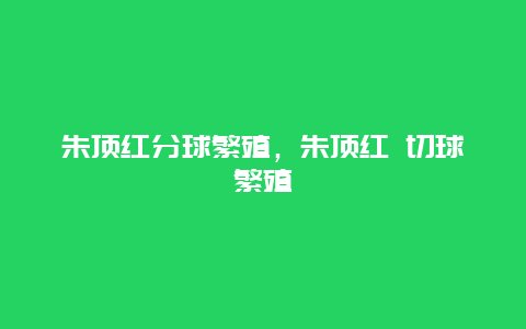 朱顶红分球繁殖，朱顶红 切球繁殖