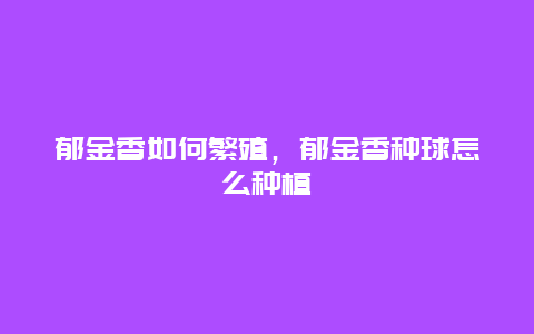 郁金香如何繁殖，郁金香种球怎么种植