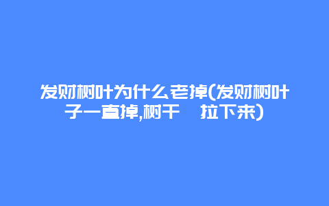 发财树叶为什么老掉(发财树叶子一直掉,树干耷拉下来)