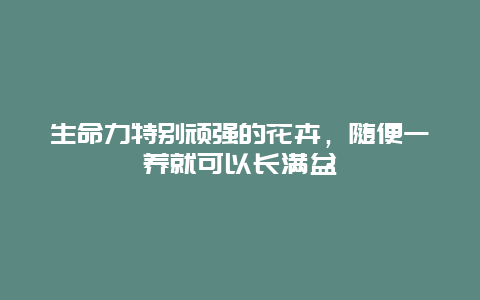 生命力特别顽强的花卉，随便一养就可以长满盆