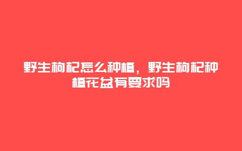 野生枸杞怎么种植，野生枸杞种植花盆有要求吗