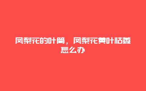 凤梨花的叶筒，凤梨花黄叶枯萎怎么办