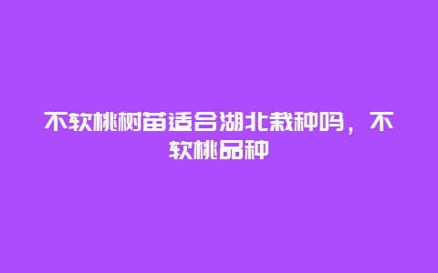 不软桃树苗适合湖北栽种吗，不软桃品种