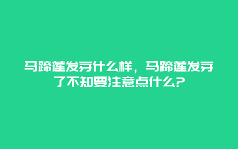 马蹄莲发芽什么样，马蹄莲发芽了不知要注意点什么?