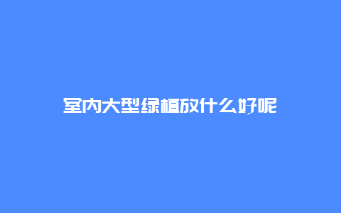 室内大型绿植放什么好呢