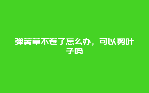 弹簧草不卷了怎么办，可以剪叶子吗