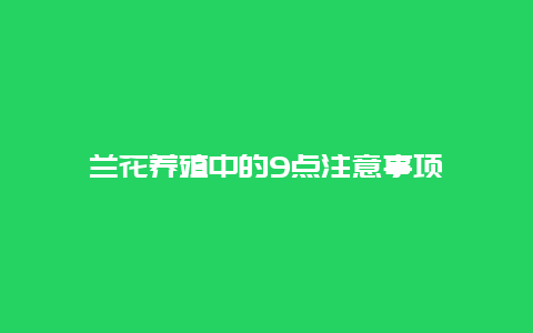 兰花养殖中的9点注意事项