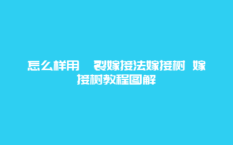 怎么样用腭裂嫁接法嫁接树 嫁接树教程图解