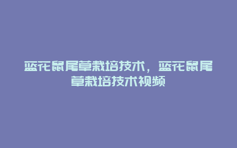 蓝花鼠尾草栽培技术，蓝花鼠尾草栽培技术视频