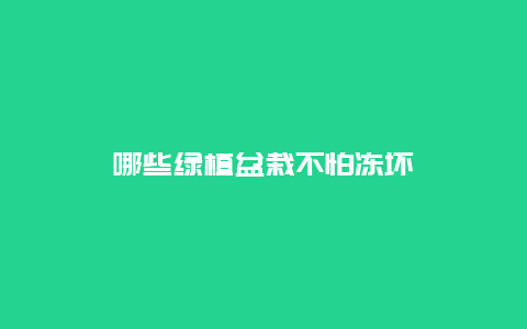 哪些绿植盆栽不怕冻坏