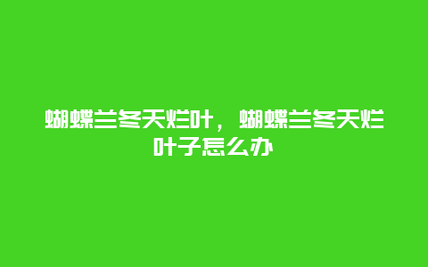 蝴蝶兰冬天烂叶，蝴蝶兰冬天烂叶子怎么办