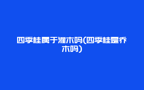 四季桂属于灌木吗(四季桂是乔木吗)