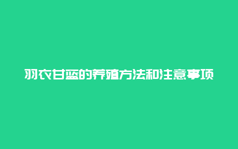 羽衣甘蓝的养殖方法和注意事项