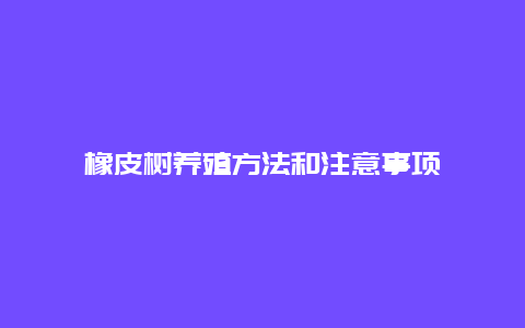 橡皮树养殖方法和注意事项