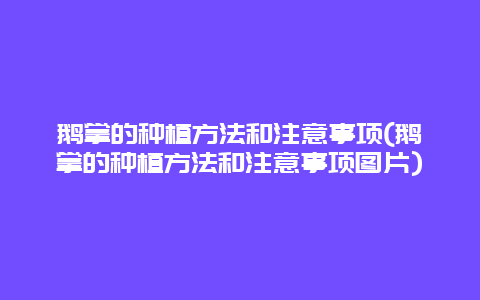 鹅掌的种植方法和注意事项(鹅掌的种植方法和注意事项图片)