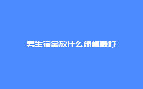 男生宿舍放什么绿植最好