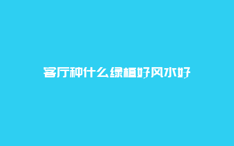 客厅种什么绿植好风水好