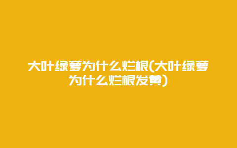 大叶绿萝为什么烂根(大叶绿萝为什么烂根发黄)