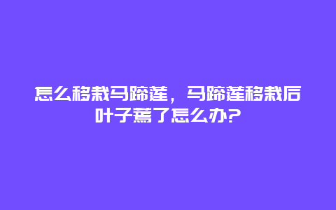 怎么移栽马蹄莲，马蹄莲移栽后叶子蔫了怎么办?