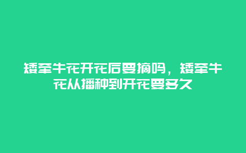 矮牵牛花开花后要摘吗，矮牵牛花从播种到开花要多久