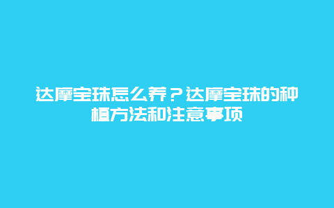 达摩宝珠怎么养？达摩宝珠的种植方法和注意事项