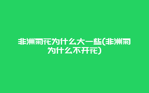 非洲菊花为什么大一些(非洲菊为什么不开花)