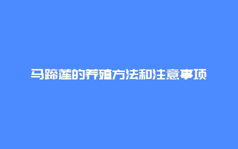 马蹄莲的养殖方法和注意事项