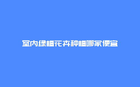 室内绿植花卉种植哪家便宜