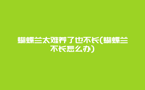 蝴蝶兰太难养了也不长(蝴蝶兰不长怎么办)