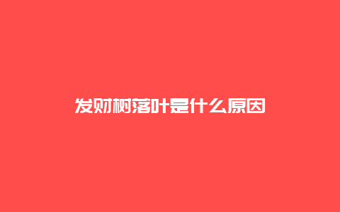 发财树落叶是什么原因