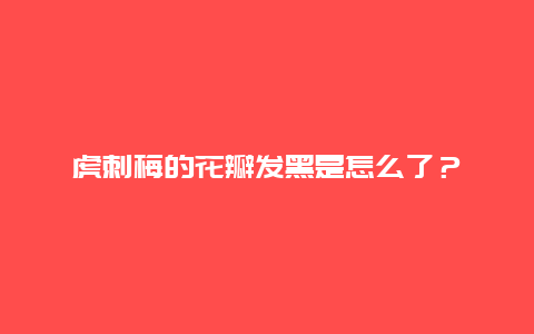 虎刺梅的花瓣发黑是怎么了？