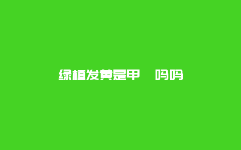 绿植发黄是甲醛吗吗