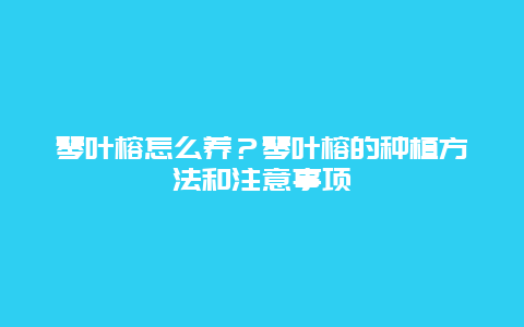 琴叶榕怎么养？琴叶榕的种植方法和注意事项