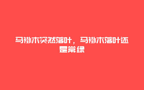 马褂木突然落叶，马褂木落叶还是常绿