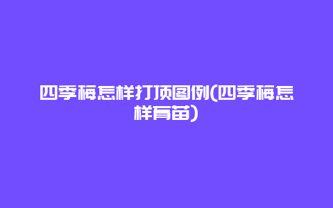 四季梅怎样打顶图例(四季梅怎样育苗)