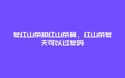 冬红山茶和红山茶梅，红山茶冬天可以过冬吗