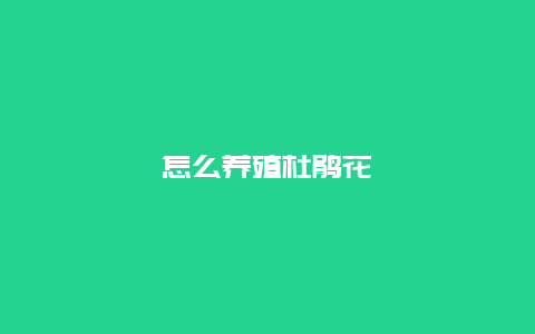 怎么养殖杜鹃花