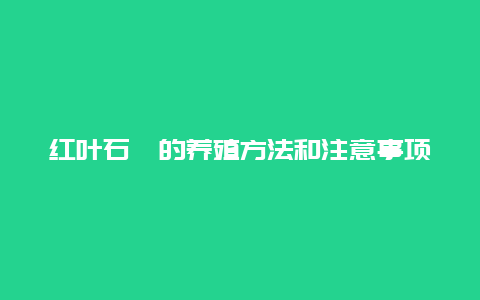 红叶石楠的养殖方法和注意事项