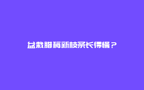 盆栽腊梅新枝条长得慢？