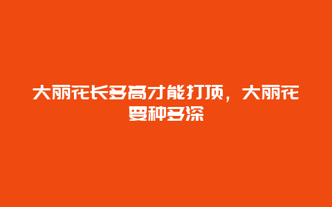 大丽花长多高才能打顶，大丽花要种多深