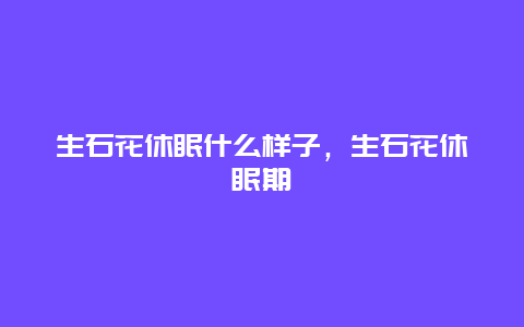 生石花休眠什么样子，生石花休眠期