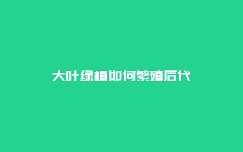 大叶绿植如何繁殖后代