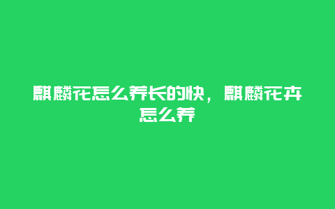 麒麟花怎么养长的快，麒麟花卉怎么养