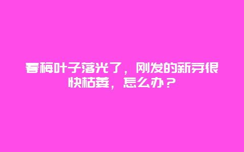 春梅叶子落光了，刚发的新芽很快枯萎，怎么办？