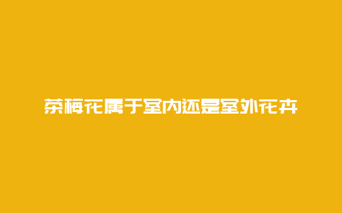 茶梅花属于室内还是室外花卉