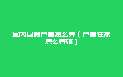 室内盆栽芦荟怎么养（芦荟在家怎么养殖）