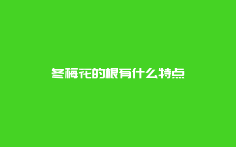 冬梅花的根有什么特点