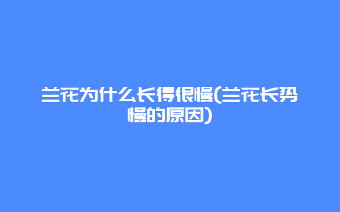 兰花为什么长得很慢(兰花长势慢的原因)