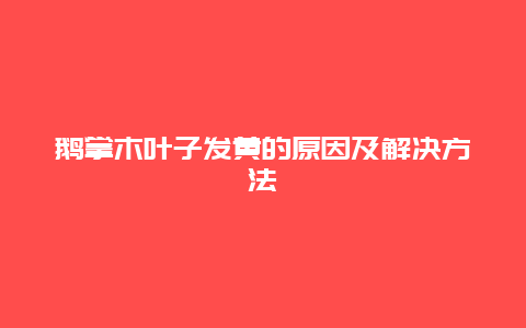 鹅掌木叶子发黄的原因及解决方法