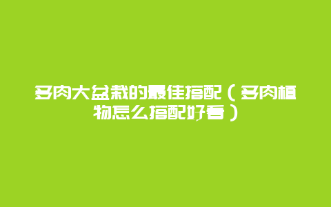 多肉大盆栽的最佳搭配（多肉植物怎么搭配好看）